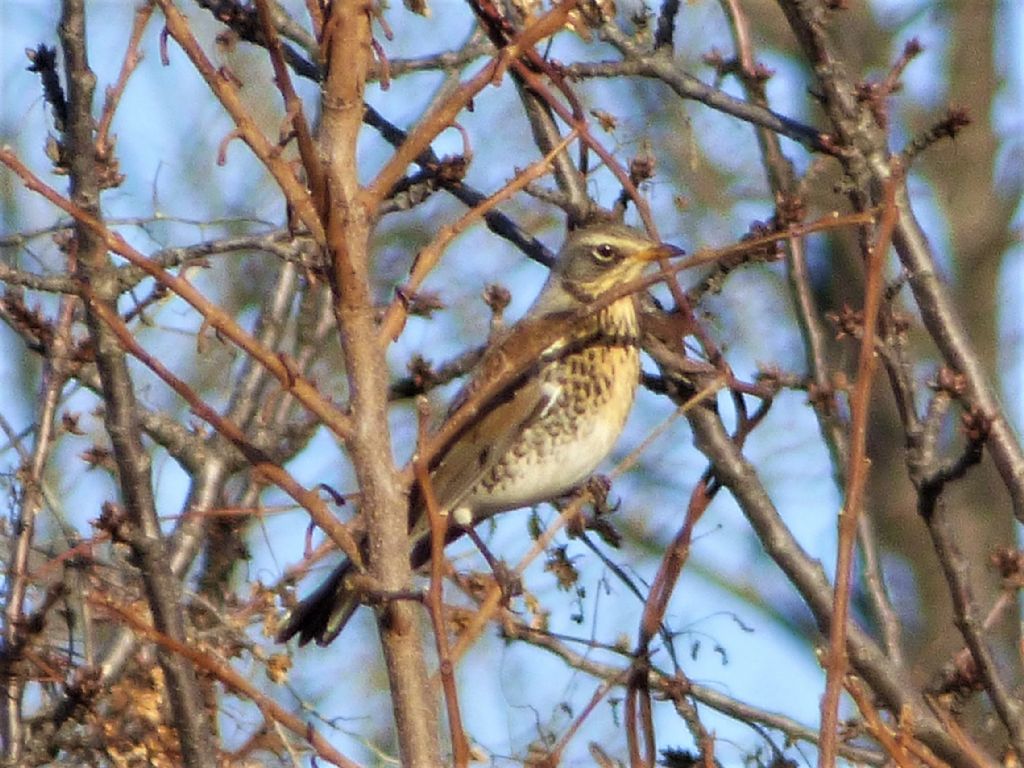 Cesena (Turdus pilaris)